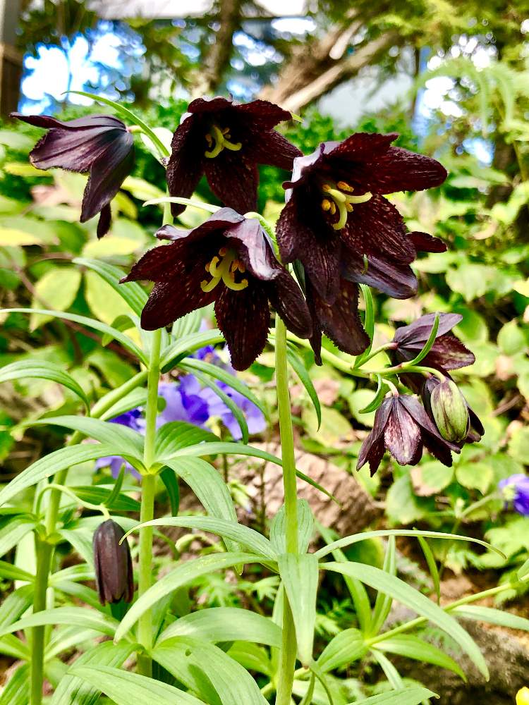 クロユリの投稿画像 By ゆうさん 高山植物類と咲くやこの花館と黒い花 月9月7日 Greensnap グリーンスナップ