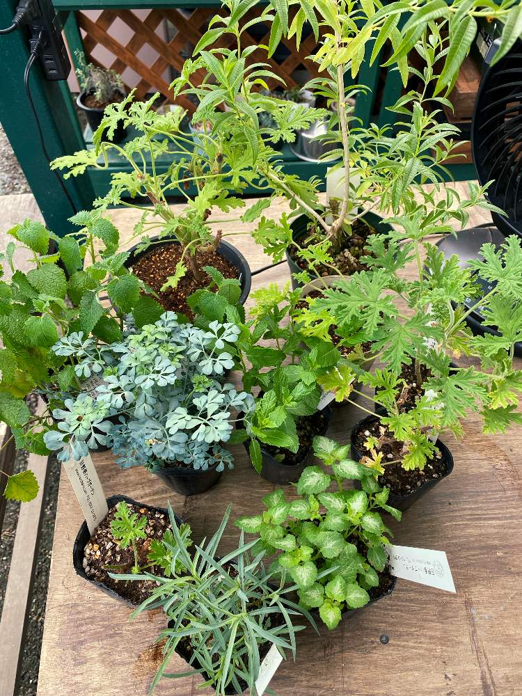 ローズゼラニウムの投稿画像 By Eriさん レモンバーベナとローズドメイカーネーションとブルーリーフルーとレモンバームシトロネラと多肉大好きとおうちde菜園とレモンバーベナ とおうち園芸とレモンバーム とハーブといい香りと花のある暮らしと山梨県と多肉初心者と