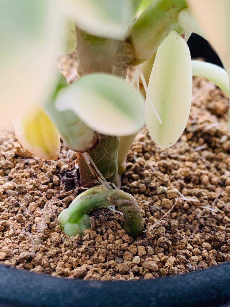 ミニベル錦の成長記録｜🍀GreenSnap（グリーンスナップ）