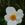芙蓉