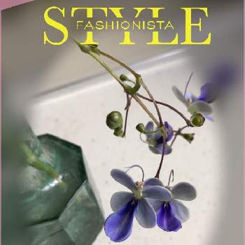 ブルーバタフライ の投稿画像一覧 Greensnap グリーンスナップ