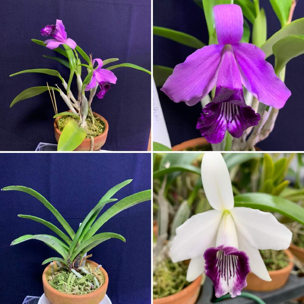 カトレア ビカルホイセルレア 長者丸の投稿画像 By にぬさん カトレア ビカルホイとカトレア ダイアナとバンダコスティリス ピンキー レッドと開花と開花中と洋ラン栽培とピンクの花と青い花とおうち園芸と洋ランと花のある暮らしと洋ラン栽培奮闘記 月9月7日