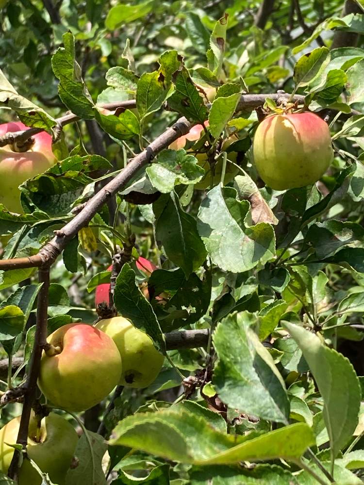 ヒロリンさんの投稿画像 月9月7日 Greensnap グリーンスナップ