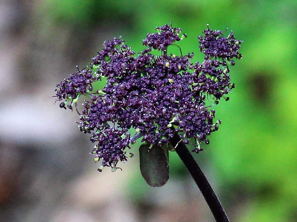 ノダケの投稿画像 By まるちゃんさん 野竹とセリ科とシシウド属 月9月7日 Greensnap グリーンスナップ