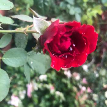 台風の後の画像 by mutsuchiyanさん | 小さな庭と薔薇 ドンファンと台風の後と薔薇好きと薔薇に魅せられてと癒しと台風10号と愛しいとありがとうとガーデニングと小さな小さな庭と花のある暮らしと色っぽいと頑張るばい！熊本！と薔薇の花