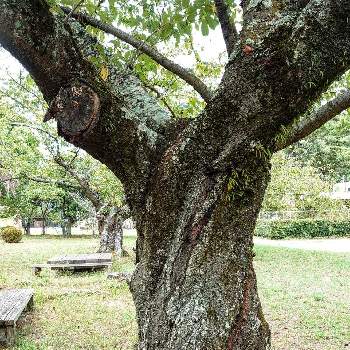 サクラの木の画像 by たーぼー *さん | お出かけ先とサクラの木とバラ科と和歌山と和歌山県