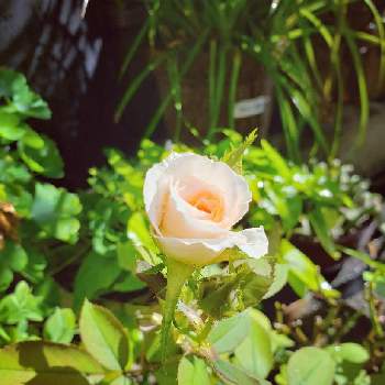 二十四節気。の画像 by このはなこゆきさん | 小さな庭と二十四節気。と今日の一枚とバラ・ピンクシフォン。と長月の一枚と花のある暮らしと無農薬有機栽培と花、咲いてますよ。