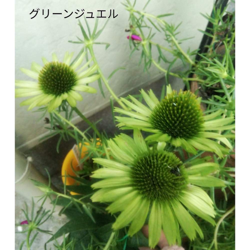 鉢植えの投稿画像 By メリーさん 花のある暮らしとエキナセア グリーンジュエルとおうち園芸 月9月8日 Greensnap グリーン スナップ