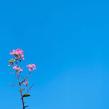 台風の後の画像 by nao70＊さん | 小さな庭と台風の後とピンクの花とおうち園芸と蕾が沢山♪とフリューブルー