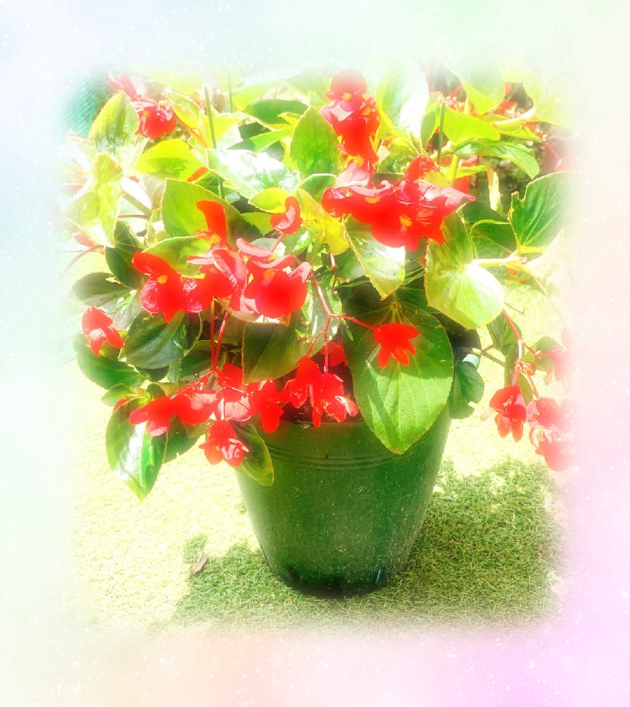 ベゴニアの投稿画像 By こすもすさん ベゴニアワッパーと冬越しとおうちを彩る花と真っ赤なお花とガーデニングと花のある暮らしときょうのお花 月9月8日 Greensnap グリーンスナップ