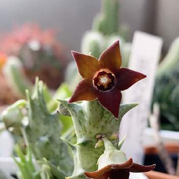 red flowerの画像 by Succulent Eyeさん | Succulentsとstapeliaとred flowerとstapelia flower