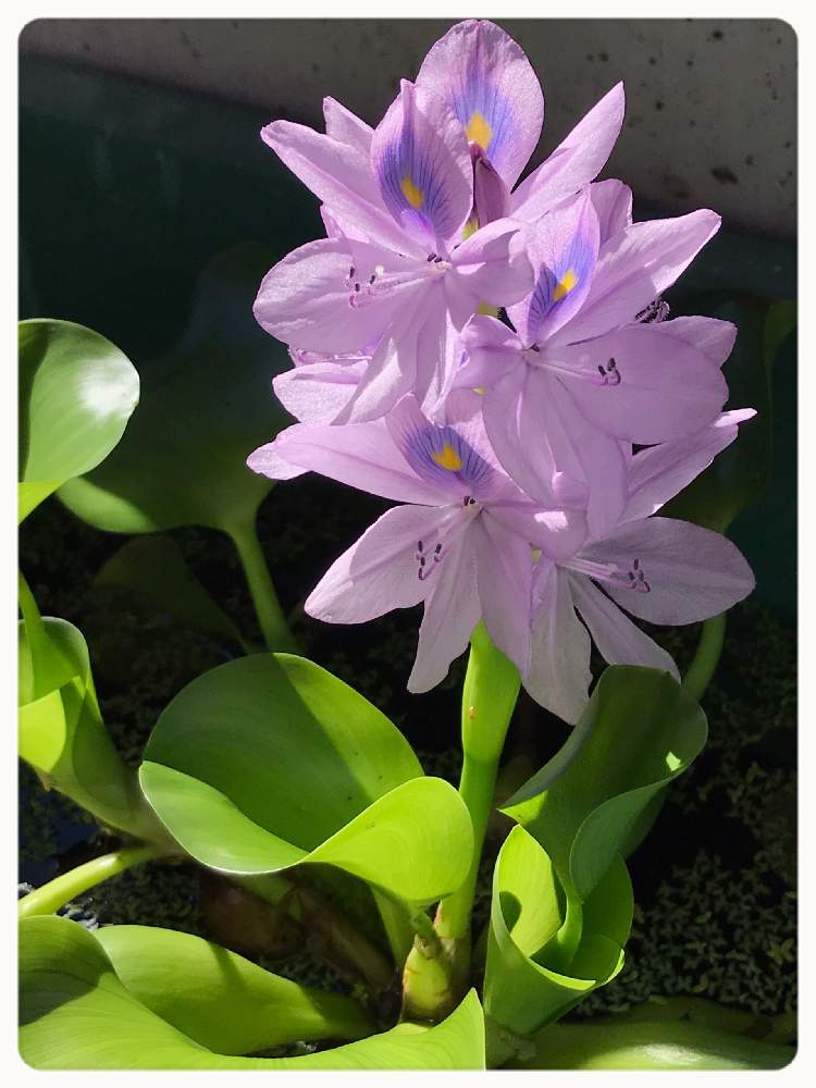 ホテイアオイの投稿画像 By 鯉太郎さん ホテイアオイの花と軒下 月9月8日 Greensnap グリーンスナップ
