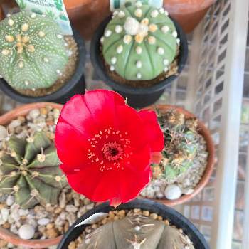 sabotenの画像 by Succulent Eyeさん | sabotenと#cactusとred flowerとcactiiとflower buds