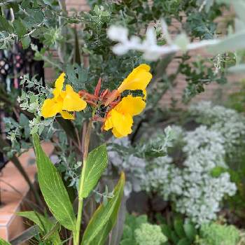 抽水植物の投稿画像一覧 Greensnap グリーンスナップ