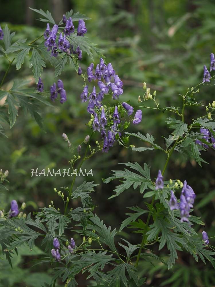 エゾトリカブトの投稿画像 By Hanahanaさん 紫の花と北海道と野の花と森林公園 月9月8日 Greensnap グリーンスナップ