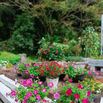 色々いろいろの画像 by TAKA丸さん | 広い庭と夏の思い出と色々いろいろと手作りの庭と花壇とピンク❤︎ピンクと花壇DIYとおうち園芸とおうちを彩る花とDIYとガーデニングとさわやかとあか