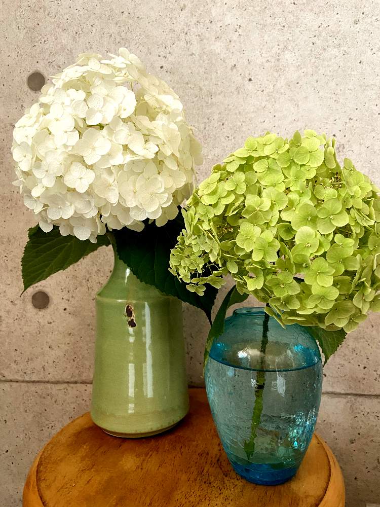 ドライフラ グリーンスモークツリーとアンティークあじさいの優しいリース ドライフラワーの通販 By 太陽と月 ラクマ アナベル Www Karmelavosbaldai Lt