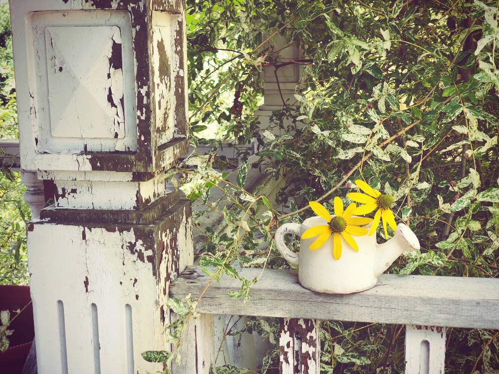 ガーデンの投稿画像 By Sho さん アンティークとレトロとナチュラルスタイルとお花とお花好きとお花好きの人と繋がりたい 月9月8日 Greensnap グリーンスナップ