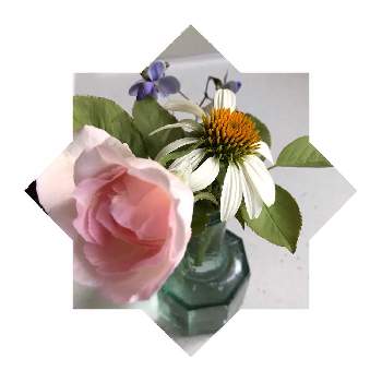 ブルーバタフライ の投稿画像一覧 Greensnap グリーンスナップ