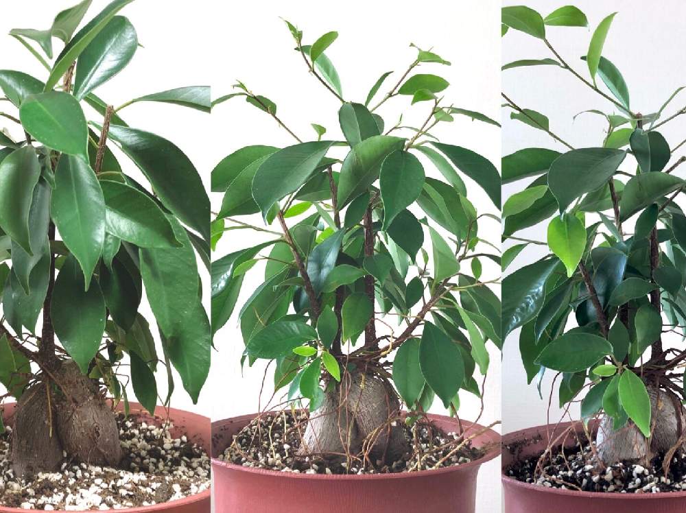 Daisoガジュマル 剪定から1ヶ月の様子 Greensnap グリーンスナップ