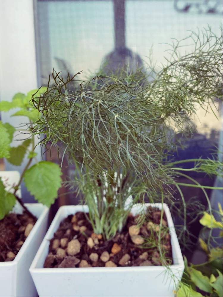 ブロンズフェンネルの投稿画像 By 菊丸くんのお母さんさん ハーブとハーブの寄せ植えとハーブのある暮らし 月9月8日 Greensnap グリーンスナップ