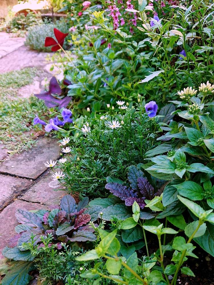アジュガの投稿画像 By ママリンさん アリッサムとアンゲロニアとオキザリスとブラキカムとブラキカムとペンタスとニチニチソウ フェアリースターとスーパートレニア カタリーナ ピンクリバーとブルーリバーと地植えとナチュラルガーデンとおうち園芸と小花派と地植えと