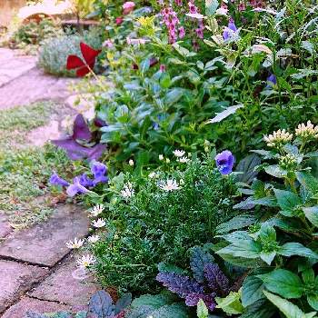 スーパートレニア カタリーナ ピンクリバーとブルーリバーの投稿画像一覧 Greensnap グリーンスナップ