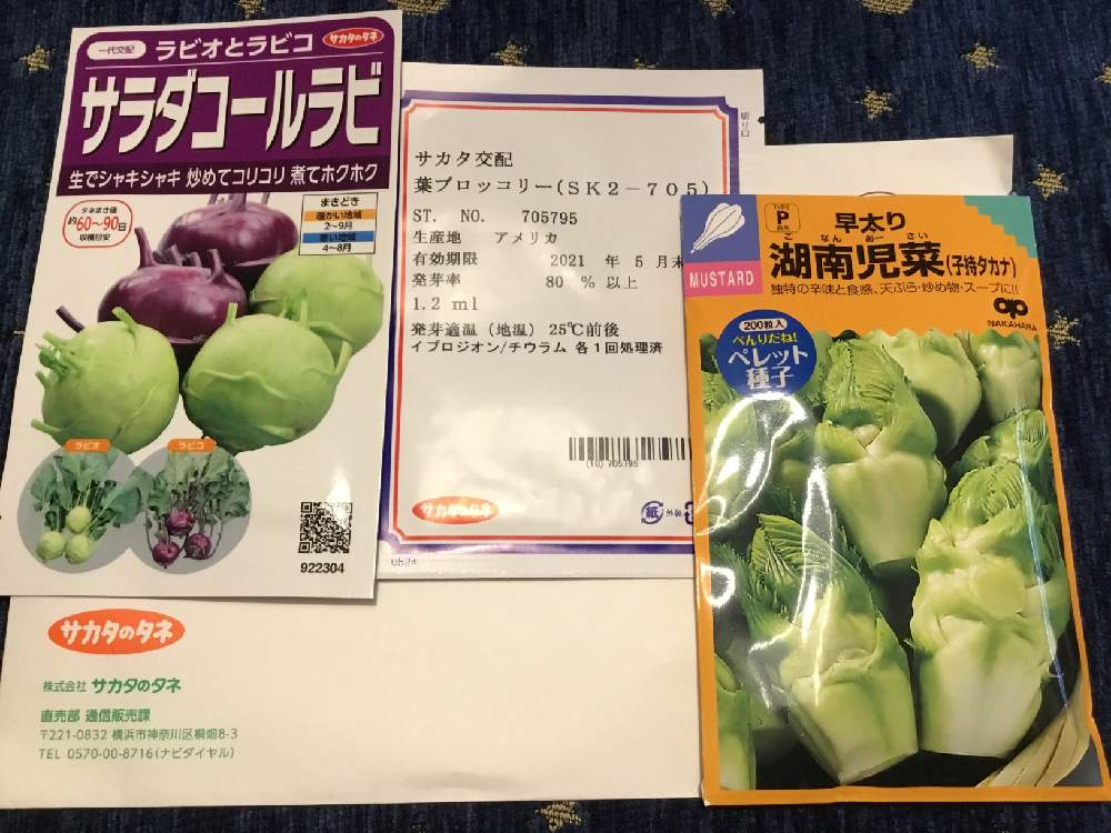 コールラビの投稿画像 By Goosさん 葉ブロッコリーと子持タカナと家庭菜園と秋冬野菜とサカタのタネと秋の楽しみと食いしん坊と珍しいもの好き 月9月8日 Greensnap グリーンスナップ