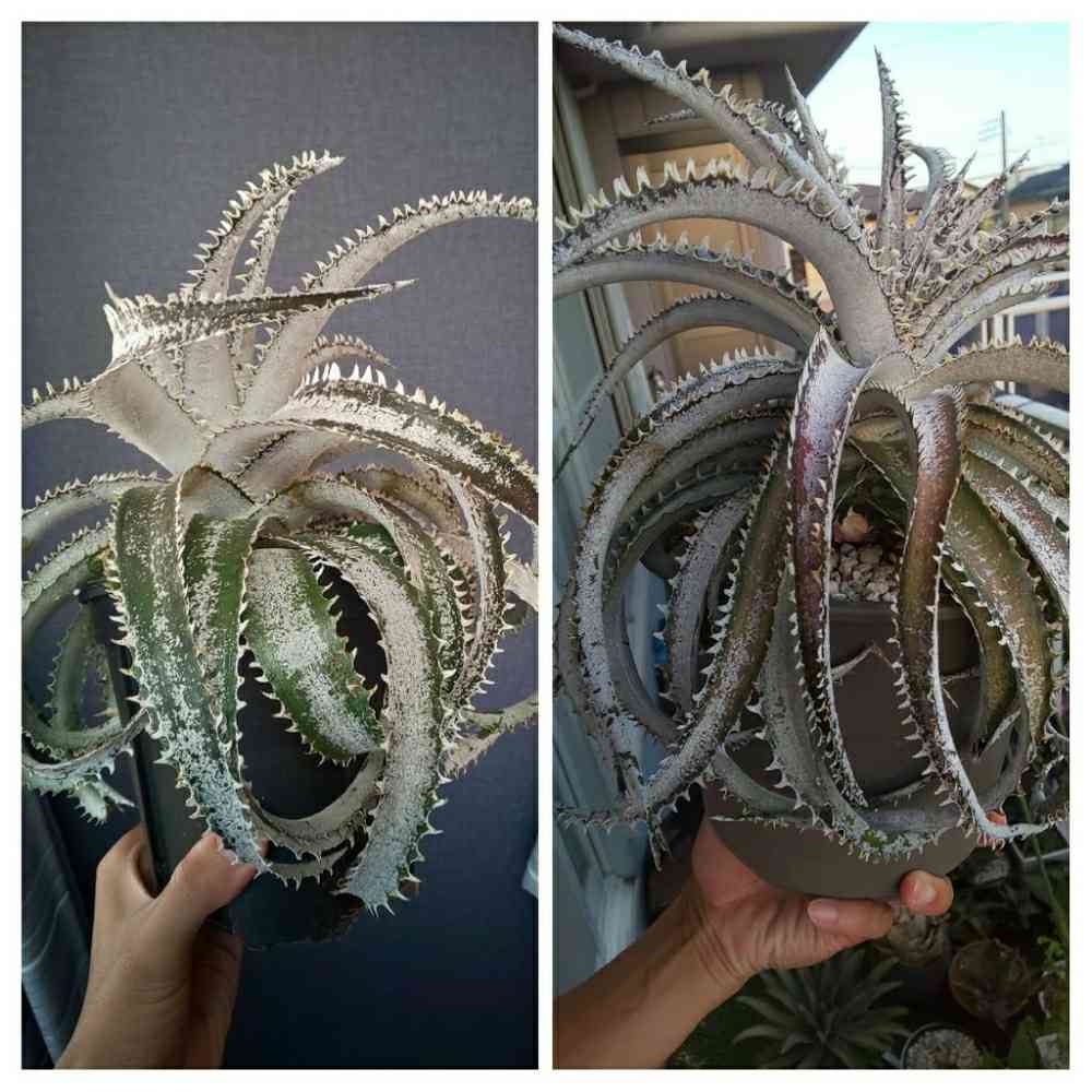 ディッキア グランマルニエ ホワイトフォリッジの一覧｜🍀GreenSnap