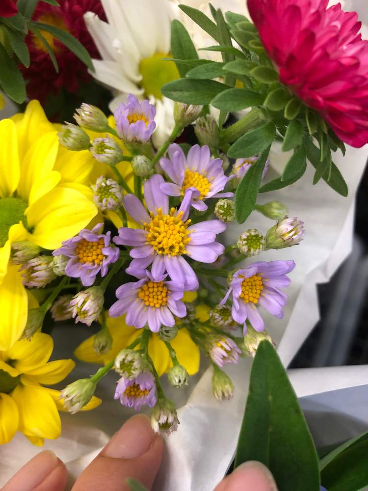 街のお花屋さんさんの投稿画像 月9月8日 Greensnap グリーンスナップ