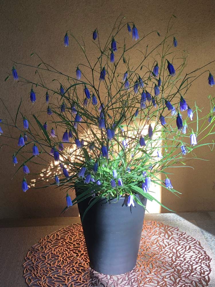 岩沙参の投稿画像 By レモンライムさん イワシャジンとスマホ撮影と山野草と秋の風情とおうちを彩る花と秋の気配と花のある暮らしと紫のお花と青いききょう科マニアと 我が家の山野草 月9月8日 Greensnap グリーンスナップ