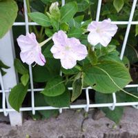 オシロイバナの画像