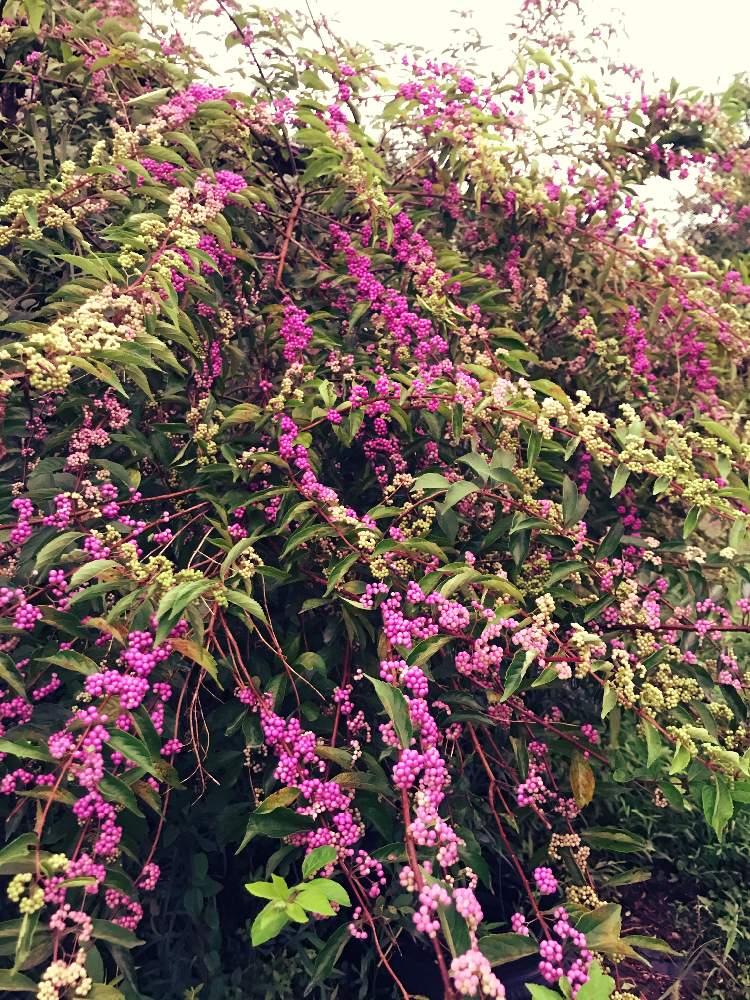 コムラサキの投稿画像 By シャオイエさん 夕方の一枚 月9月8日 Greensnap グリーンスナップ