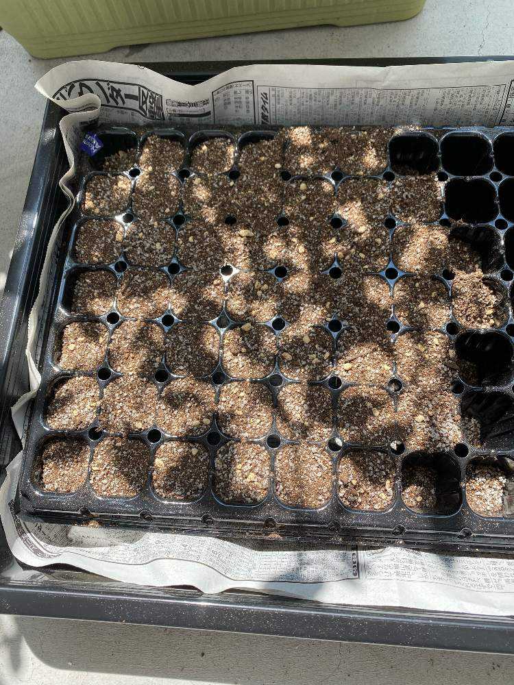 玉ねぎを種から育てる Greensnap グリーンスナップ