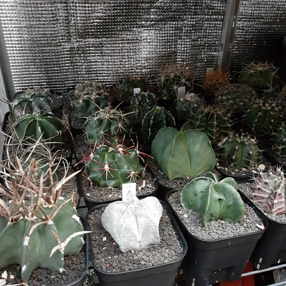 greensnap グリーンスナップ