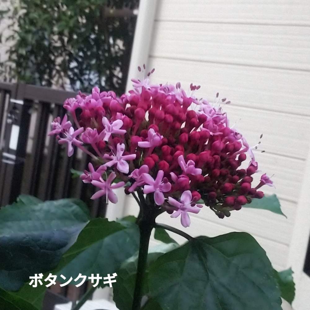 小さな庭の投稿画像 By メリーさん ボタンクサギ 2年目とおうち園芸と小さい花壇と花のある暮らしと狭い花壇と地植えとボタンクサギ 2年目とおうち園芸と小さい花壇と花のある暮らしと狭い花壇と地植え 月9月9日 Greensnap グリーンスナップ Greensnap 小さな庭の投稿画像 By メリーさん ボタンクサギ 2年目とおうち園芸と小さい花壇と花のある暮らしと狭い花壇と地植えとボタンクサギ 2年目とおうち園芸と小さい花壇と花のある暮らしと狭い花壇と地植え 月9月9日 Greensnap グリーンスナップ Greensnap