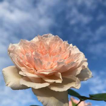 薔薇 クロッシェの投稿画像一覧 Greensnap グリーンスナップ