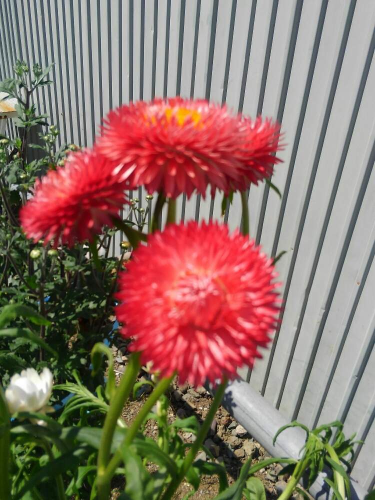 ヘリクリサムの投稿画像 By クロさん 月9月9日 Greensnap グリーンスナップ