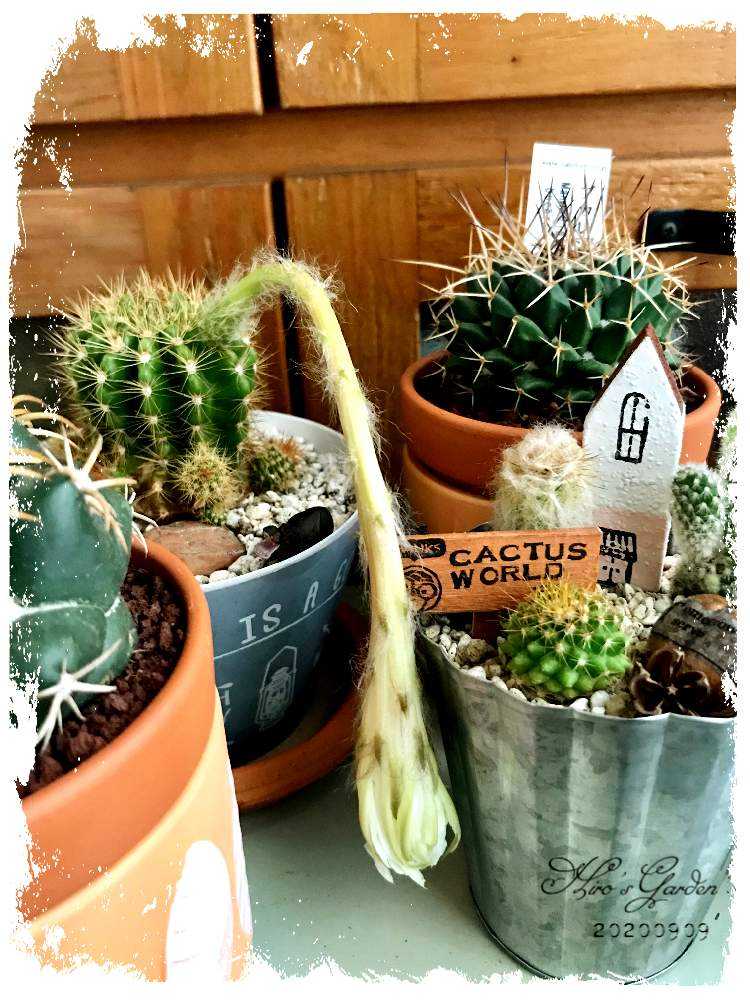 ⭐️ 5年もの！太くて大きな【サボテン】360度！見事な花が咲きました！◆鉢付き◆ 2025. 05. 27 花芽になれッ!!! って日々思ってる。 #プロテア