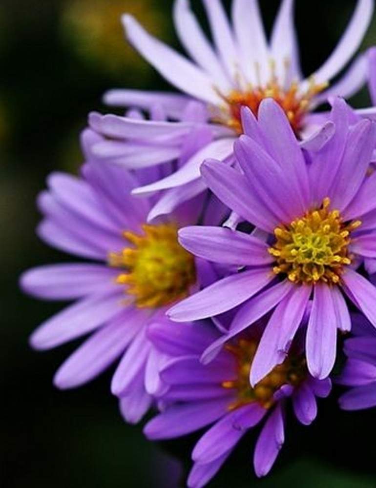 シオンの投稿画像 By Dianaさん 花のある暮らしと紫色の花と今日のお花と綺麗な花 月9月9日 Greensnap グリーンスナップ