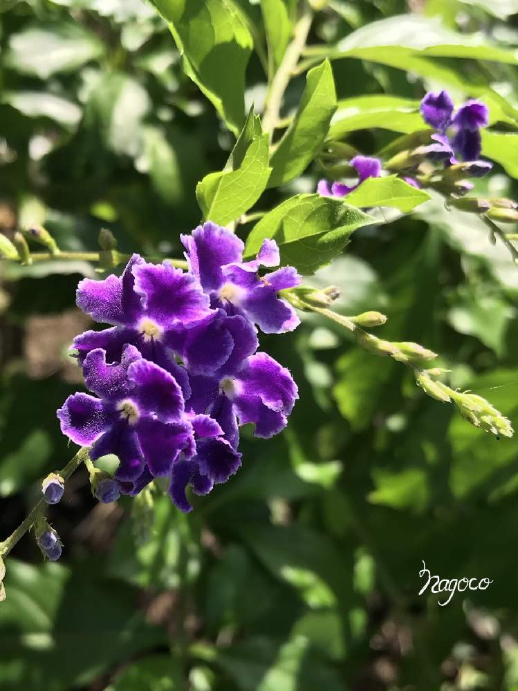 デュランタ 宝塚の投稿画像 By なごこさん 庭の鉢植えと小さな庭とおうちを彩る花と庭の鉢植えとおうちを彩る花 月9月9日 Greensnap グリーンスナップ Greensnap グリーンスナップ