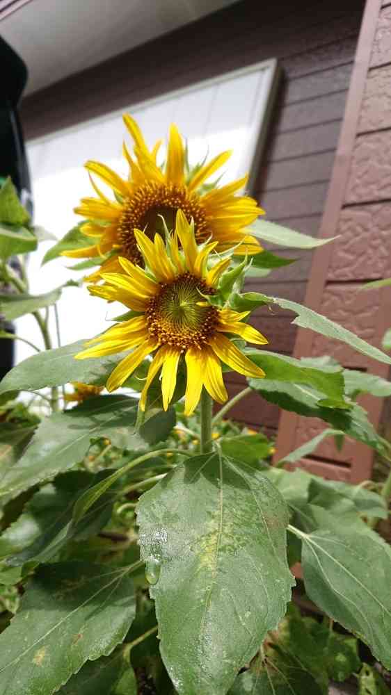 ミニひまわり🌻成長記録｜🍀GreenSnap（グリーンスナップ）