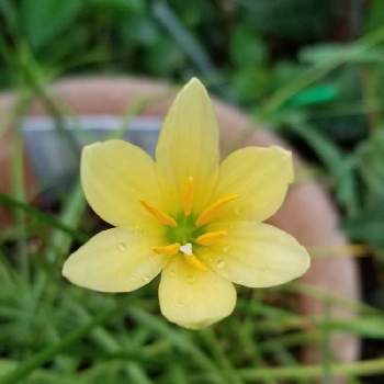 ゼフィランサス 黄色 の投稿画像一覧 Greensnap グリーンスナップ