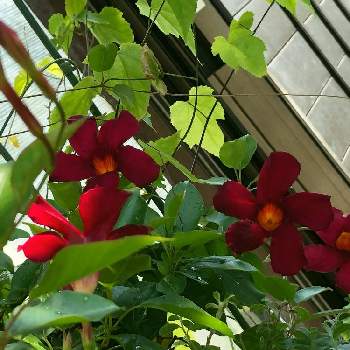 大人カラー ボルドー色 の投稿画像一覧 Greensnap グリーンスナップ