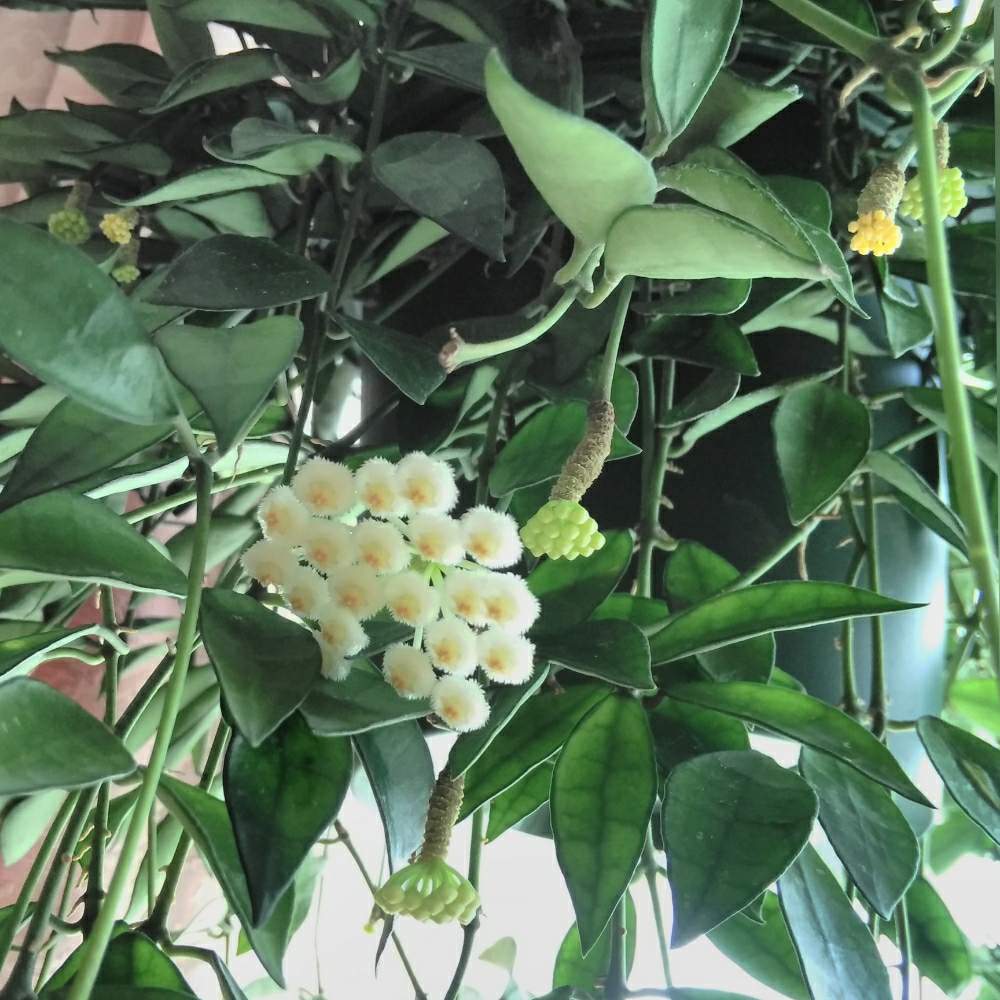 ホヤ ラクノーサの投稿画像 By 蘭菊 さん ホヤの花とgs映えとおうち園芸と植中毒とホヤと北海道からとホヤ属とホヤはいいぞ と花のある暮らしとホヤ ラクノーサと 蘭菊 のホヤ 月9月9日 Greensnap グリーンスナップ ホヤ ラクノーサの投稿画像 By 蘭菊 さん ホヤの花とgs映えとおうち園芸と植中毒とホヤと北海道からとホヤ属とホヤはいいぞ と花のある暮らしとホヤ ラクノーサと 蘭菊 のホヤ 月9月9日 Greensnap グリーンスナップ