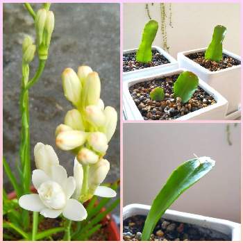 香りのある植物が好きの投稿画像一覧 Greensnap グリーンスナップ 香りのある植物が好きの投稿画像一覧 Greensnap グリーンスナップ
