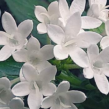 ペンタス・白の画像 by あべべさん | 小さな庭とペンタス・白と鉢植えと白が好きとおうち園芸