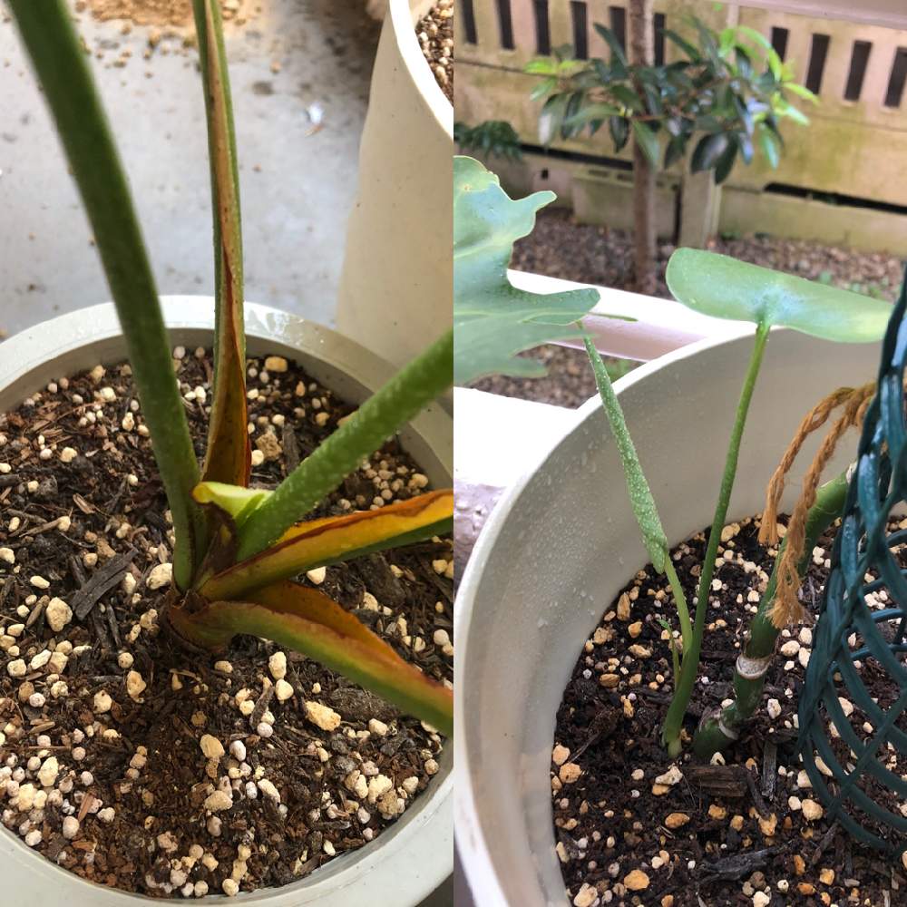 モンステラの投稿画像 By Tsukiyonoさん セロームと観葉植物と植え替えと株分けと株分け後 月9月9日 Greensnap グリーンスナップ