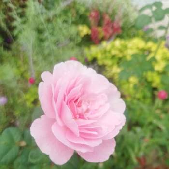 東北の夏の画像 by Biorappaさん | 小さな庭と嬉しいなと水曜ローズショーとおうち園芸と東北の夏とクィーン オブ スウェーデンと花のある暮らし