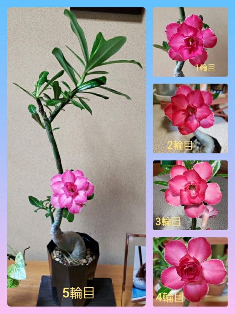 アデニウムの投稿画像 By Mint915さん お花大好き と天空の薔薇とピンクの花と赤い花と花のある暮らし 月9月9日 Greensnap グリーンスナップ